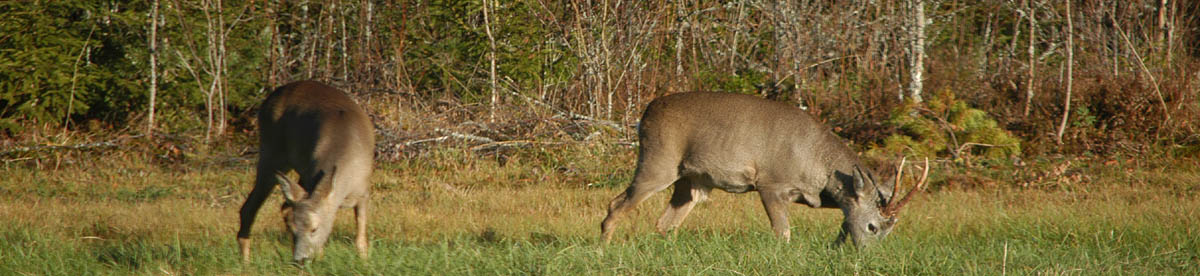 lodge accommodaties zweden